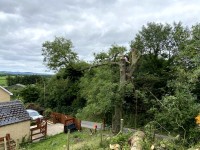 Tree pruning by Paul O'Donnell Tree Services, Donegal, Ireland