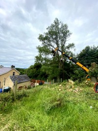 Paul O'Donnell Tree Services - preparing to remove tree branch, Donegal, Ireland