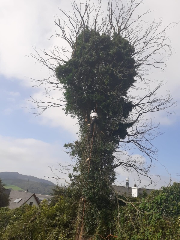 Tree Branch Removal at Nazareth House, Lifford, by Paul O'Donnell, Tree Surgeon, Donegal, Ireland