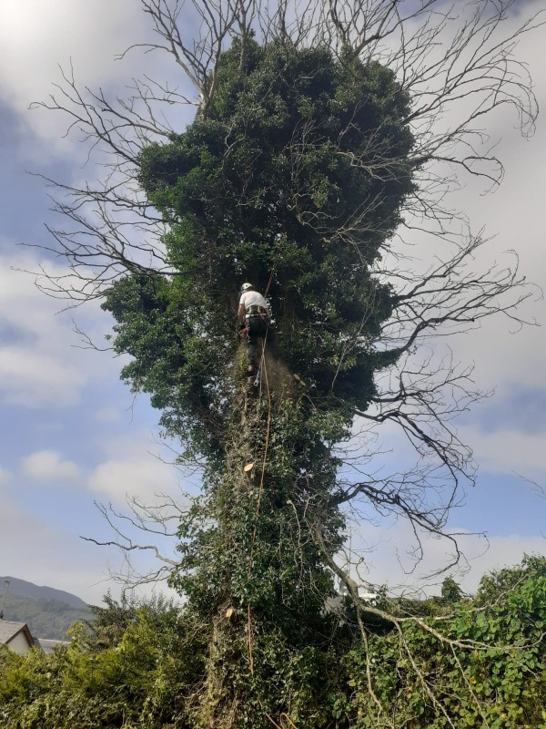 Tree Branch Removal at Nazareth House, Lifford, by Paul O'Donnell, Tree Surgeon, Donegal, Ireland