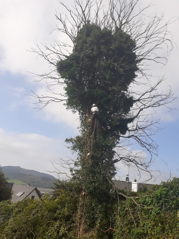 Tree Branch Removal at Nazareth House, Lifford, by Paul O'Donnell, Tree Surgeon, Donegal, Ireland