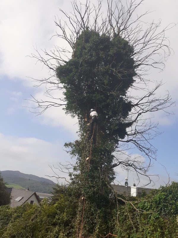 Tree Branch Removal at Nazareth House, Lifford, by Paul O'Donnell, Tree Surgeon, Donegal, Ireland