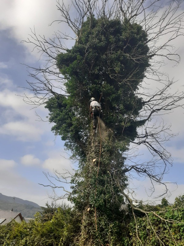 Tree Branch Removal at Nazareth House, Lifford, by Paul O'Donnell, Tree Surgeon, Donegal, Ireland