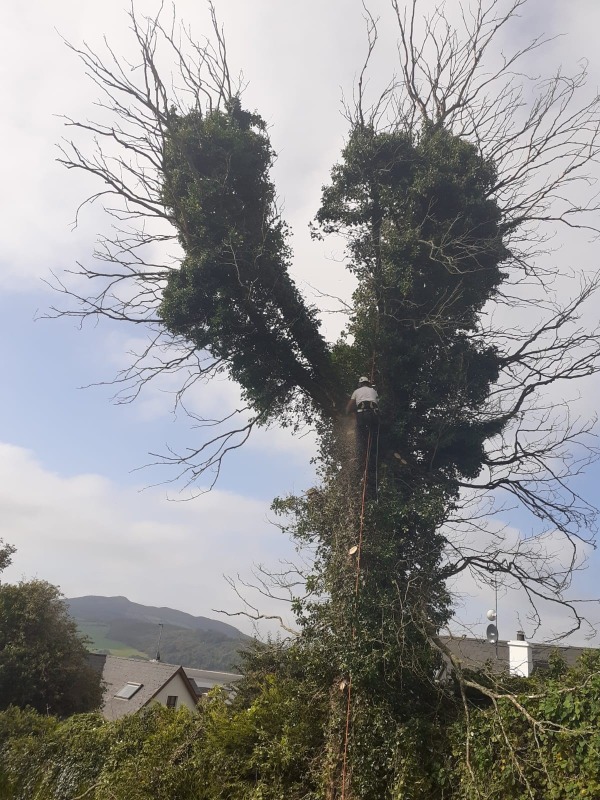 Tree Branch Removal at Nazareth House, Lifford, by Paul O'Donnell, Tree Surgeon, Donegal, Ireland