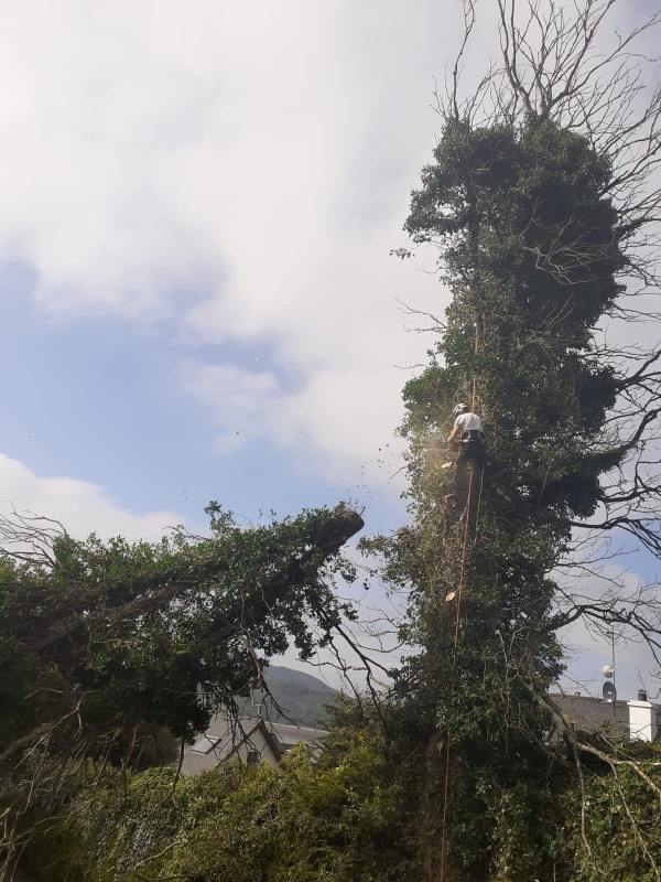 Tree Branch Removal at Nazareth House, Lifford, by Paul O'Donnell, Tree Surgeon, Donegal, Ireland