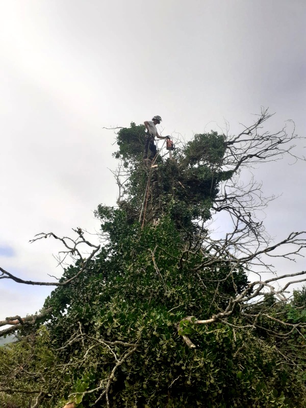 Tree Branch Removal at Nazareth House, Lifford, by Paul O'Donnell, Tree Surgeon, Donegal, Ireland