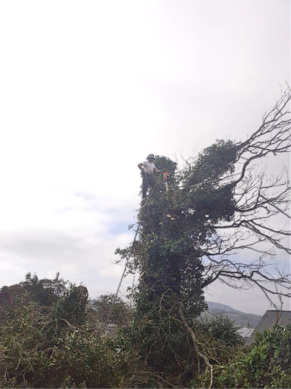 Tree Branch Removal at Nazareth House, Lifford, by Paul O'Donnell, Tree Surgeon, Donegal, Ireland