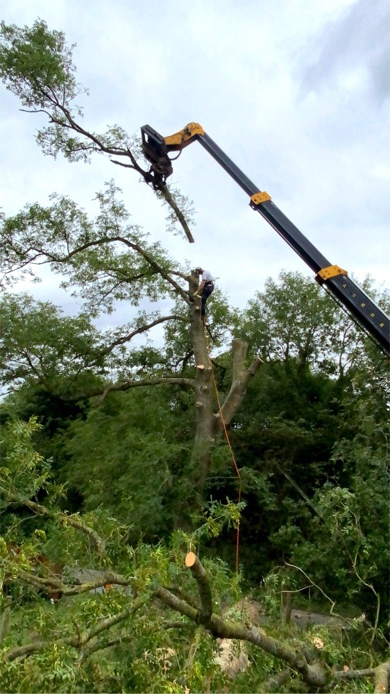 Crane holding tree branch after cutting by Paul O'Donnell Tree Services, Donegal, Ireland