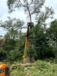 Crane lifting tree top after cutting by Paul O'Donnell Tree Services, Donegal, Ireland