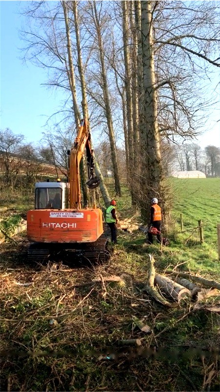 Shaping, trimming and prunings  - Paul O'Donnell Tree Services, Co. Donegal, Ireland