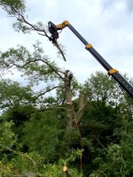 Tree Pruning & Felling